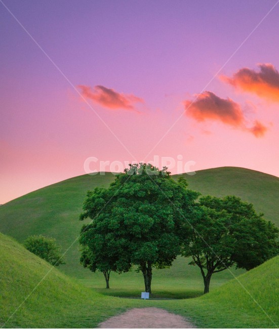 경북,나무,경주,대릉원,경주대릉원,자연,풍경,nature,landscape,한국자연풍경,한국자연경관,korea nature landscape,field,들,grassland,목초지,outdoors,옥외