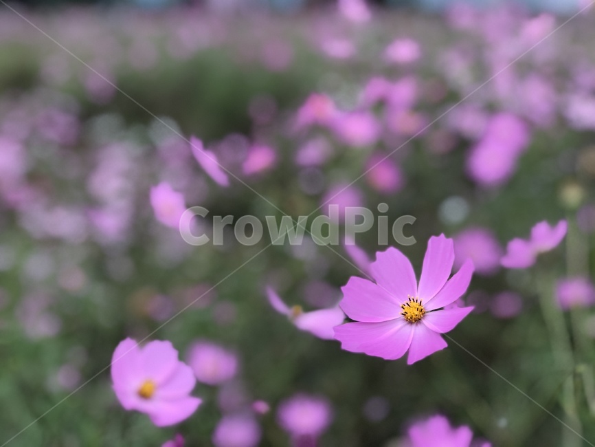 코스모스,꽃,자연,풍경,cosmos,flower,가을,가을코스모스