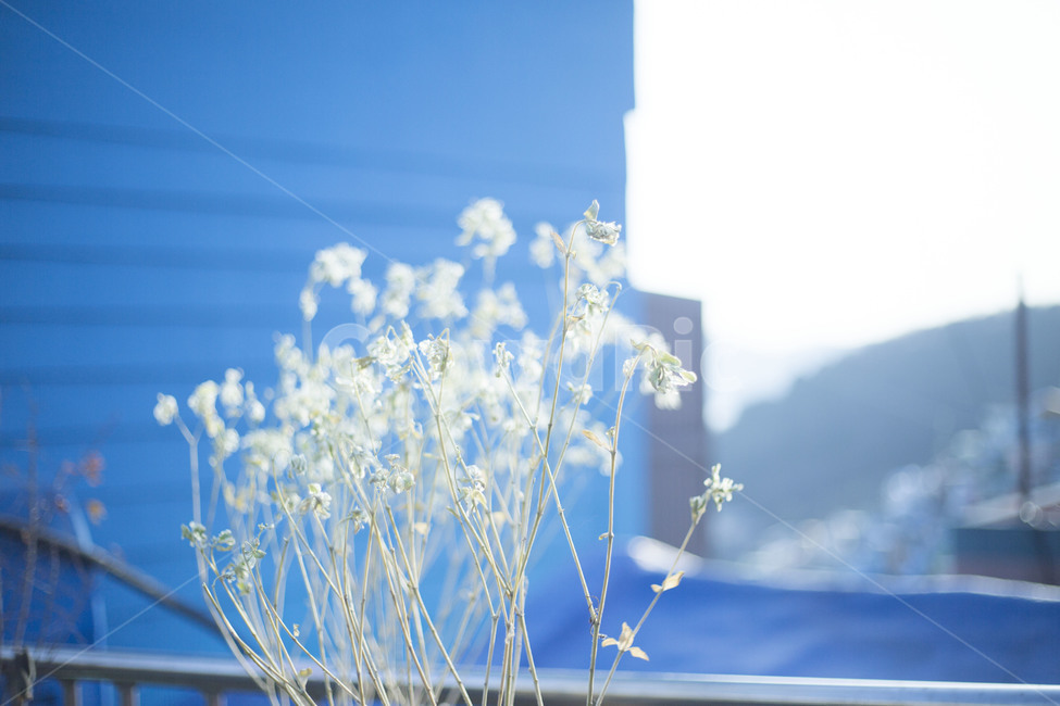 plant,식물,건물,하늘색,blue,식물,자연,plants,nature