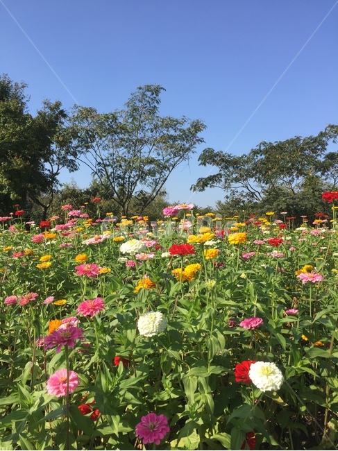 들,grassland,plant,flower,꽃,꽃밭,식물