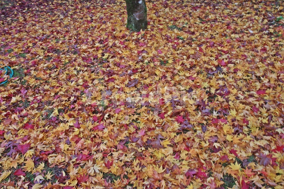 블루마운틴,블루마운틴단풍,가을,단풍,maple,가을,계절,fall,autumn,season,식물,자연,plants,nature,leaf,잎,plant,ground,바닥,flower,꽃,blossom,petal,꽃잎