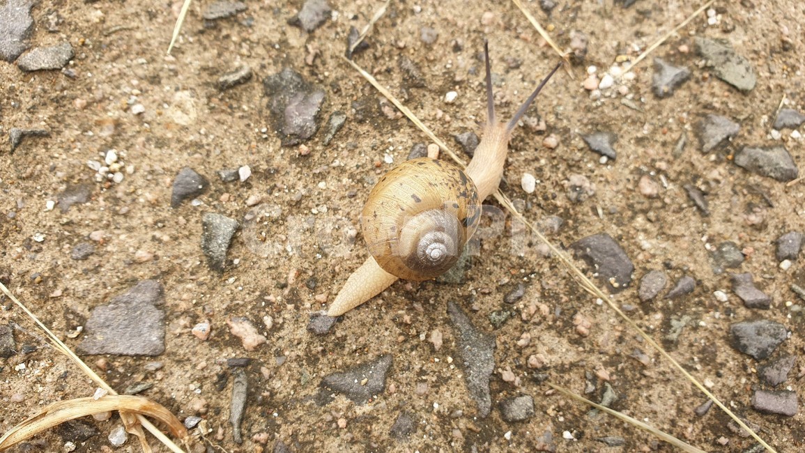 달팽이,snail,흙,땅,land,동물,연체동물,animal,mollusks,한마리,스네일,one