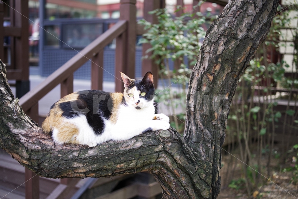 	고양이,길고양이,길냥이,애완동물,반려동물,생명,자연,야생,야생동물,야생고양이,미묘,미냥,cat,kitty,kitten,cute,lovely,adorable,pet,animal,street,streetcat,stray,straycat,wild,wildlife,wildcat,wildanimal,nature,natural,beauty,beautiful,나무,tree,동물,animal,포유류,mammal,고양이,cat,kitten,kitty