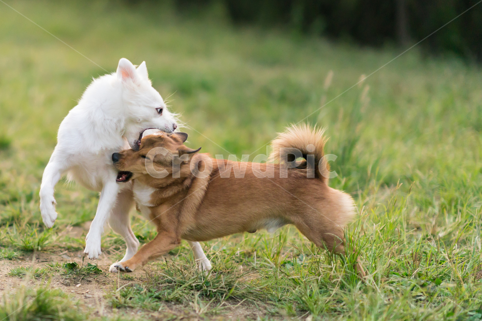 멍멍이,강아지,개코,월월이,dog,댕댕이