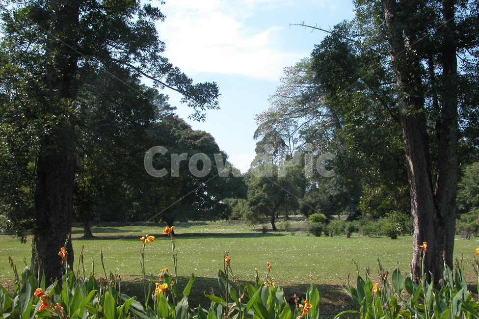 인도네시아,보고르,보고르식물원,꽃,나무,indonesia,bogor,bogorbotanicgarden,flowers,trees,flower,tree