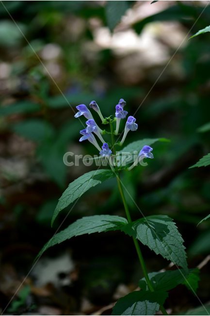 광릉골무꽃,꿀풀과,골무꽃속,야생화,봄,꽃,plant,wild,flower,자연,생태,식생,풀꽃,식물,자연,plants,nature,꽃,flower