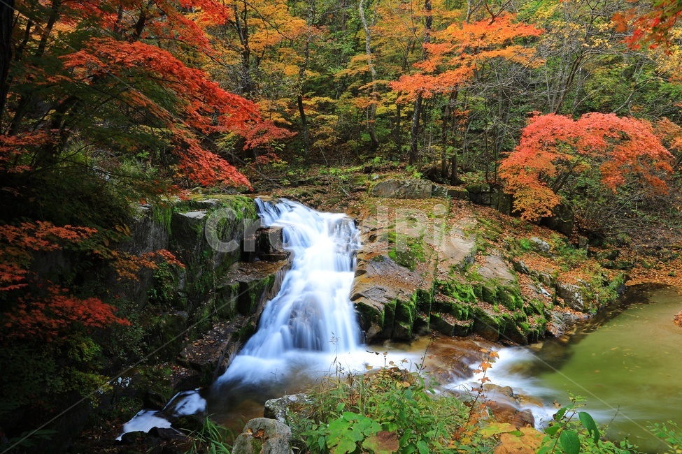 leaf,잎,tree,나무,maple,water,nature,자연,outdoors,옥외,stream,흐름,plant,식물,강원도,인제,방태산,방태산폭포,방태산가을,폭포,가을,추색,단풍,단풍잎,낙엽,만추,물흐름,계곡,가을,계절,fall,autumn,season,자연,풍경,nature,landscape