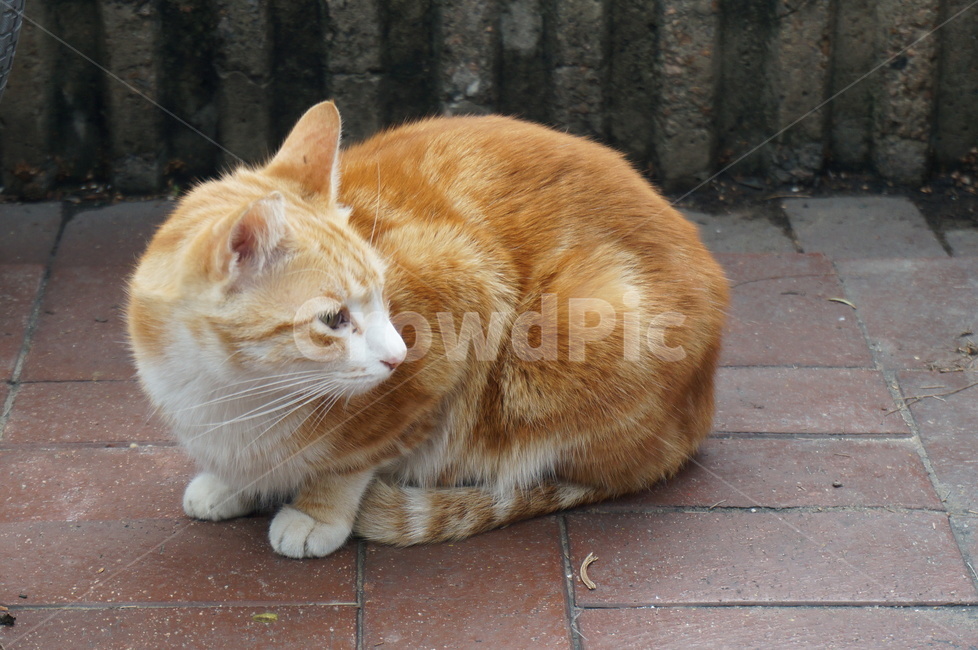 고양이,동물,길고양이,냐옹이,길거리,kitty,street,stretch,animal,동물,animal,포유류,mammal,고양이,cat,kitten,kitty