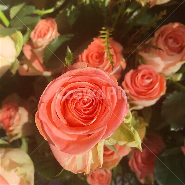 식물,자연,그린,장미,rose,로즈,plants,nature