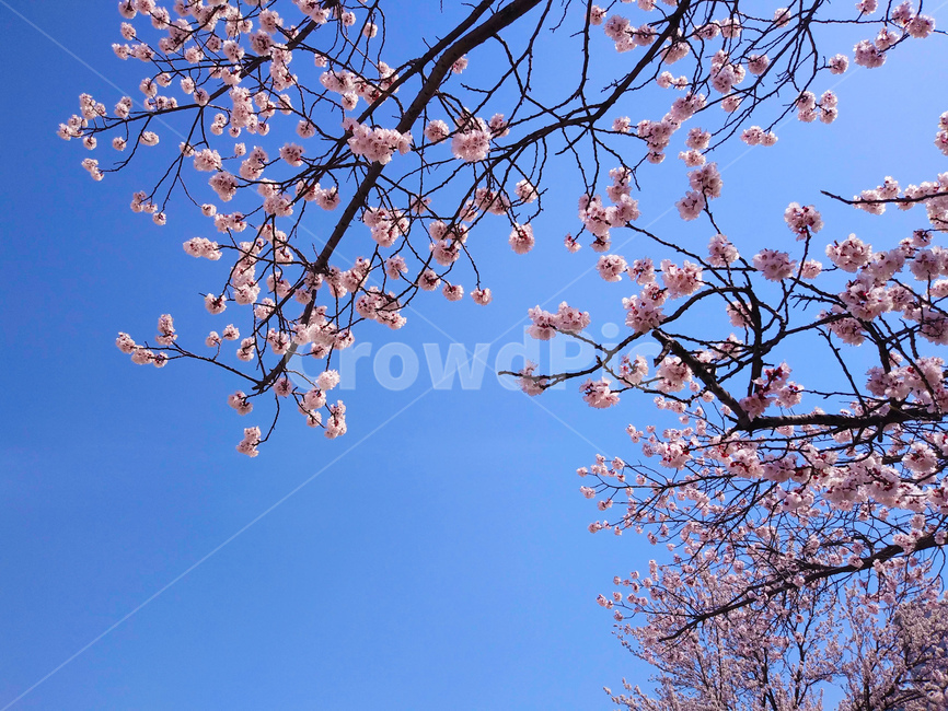 봄,꽃,벚꽃,봄꽃,하늘,나무,봄,계절,spring,season,자연,풍경,nature,landscape,plant,식물,flower,cherry blossom,blossom
