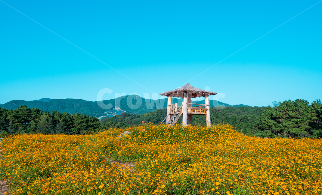 nature,자연,목초지,grassland,field,들,농촌,rural,countryside,한지방,scenery,풍경,철원,고석정,식물,자연,plants,nature,꽃,flower