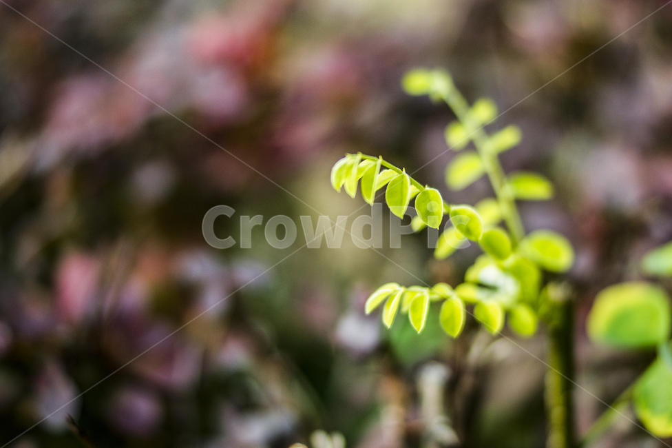 자연,신엽(新葉),아웃포커싱,감성,접사,식물,자연,plants,nature