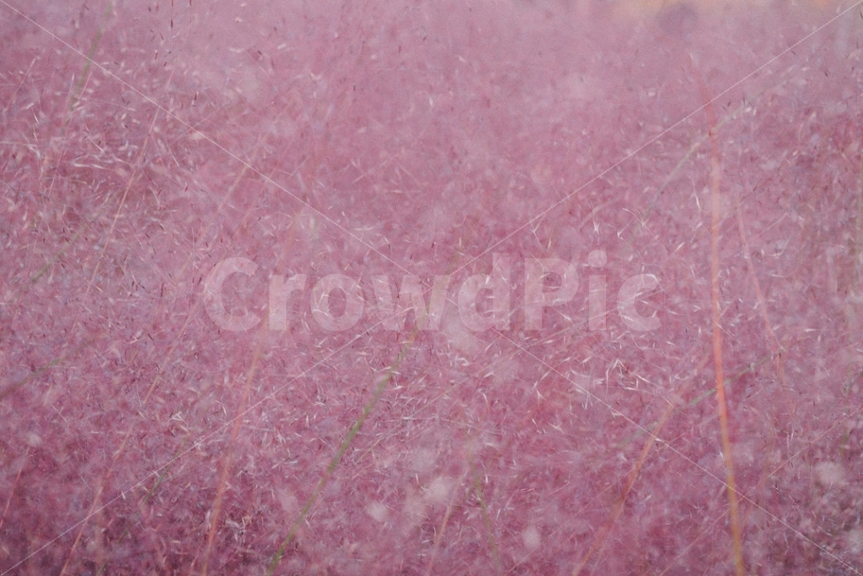 핑크뮬리,핑크,낙동강생태공원,억새,갈대,10월출사,자연풍경,pink,식물,자연,plants,nature,감성,sensible,feeling