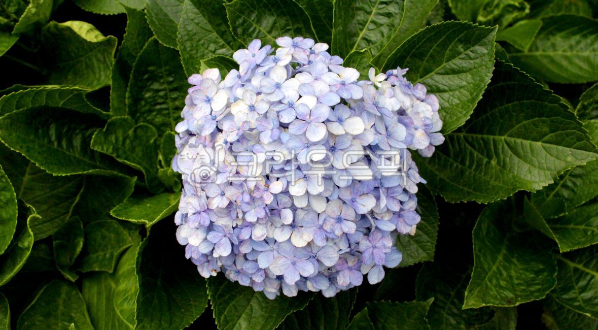 수국화, hydrangea, 수국, flower, 꽃, 사진,이미지,일러스트,캘리그라피 - Nrans1028작가