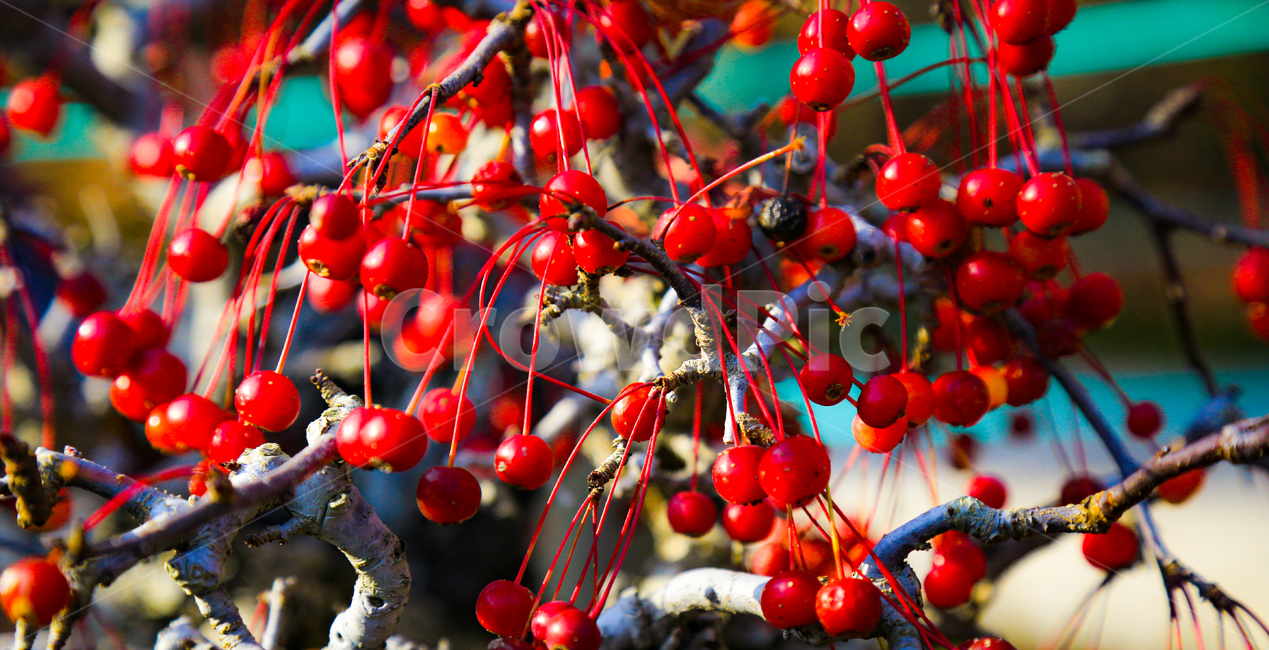 plant,식물,나무,열매,tree,과일,열매,fruit