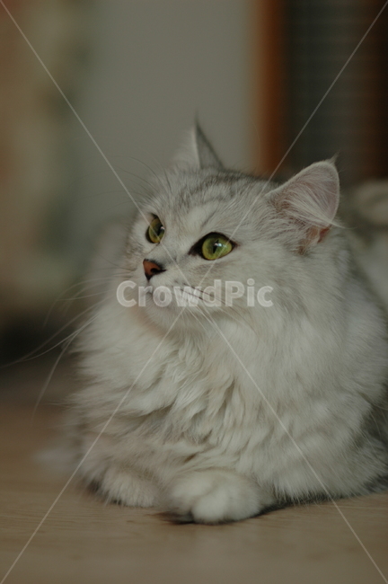 애완동물,고양이,페르시안친칠라,녹색눈,pet,cat,persianchinchilla,greeneyes
