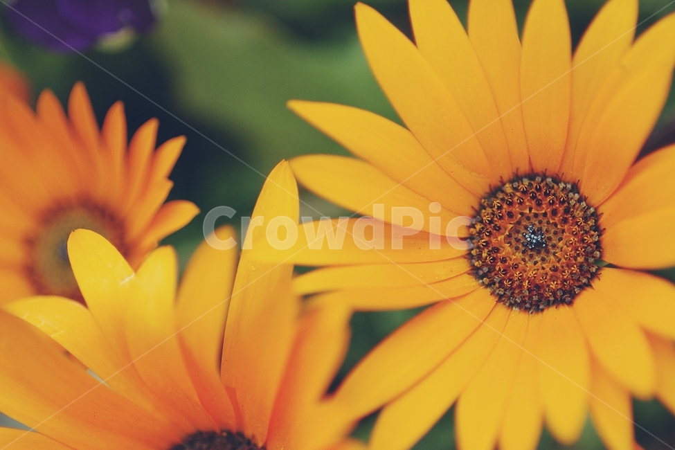 꽃,flower,노랑,노란,yellow,화사,여름,summer,식물,자연,plants,nature,꽃,flower,감성,sensible,feeling,색깔,색상,색채,색감,color sense,color sensitivity,feeling of color