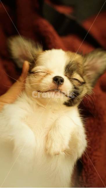 강아지,치와와,장모치와와,개,반려동물,동물,포유류,puppy,dog,doggy,chihuahua,animal,mammal,longhairedchihuahua,동물,animal,포유류,mammal,개,강아지,dog,doggy
