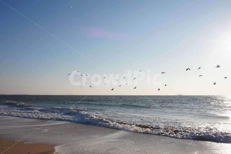 날다,하늘,대천해수욕장,대천,바닷가,서해안,갈매기,beach,sea,seagull,gull,파도,wave,모래사장,sand,모래,휴양지,새,bird,blue,바다,청량한,깨끗한,clear