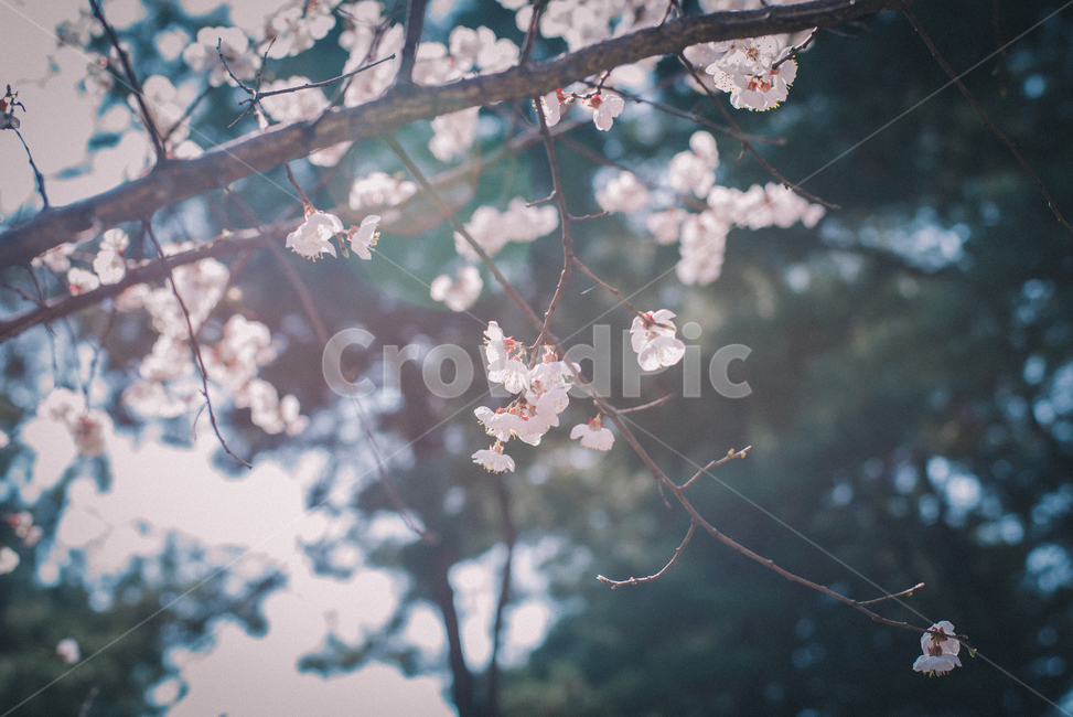 꽃,봄,설레임,따뜻함,감성사진,색감,필름사진,sesible,feeling,spring,계절,season,식물,자연,plants,nature,flower,경치,landscape,pink,봄,계절,spring,season,식물,자연,plants,nature,꽃,flower,감성,sensible,feeling,plant,blossom,cherry blossom,벚꽃