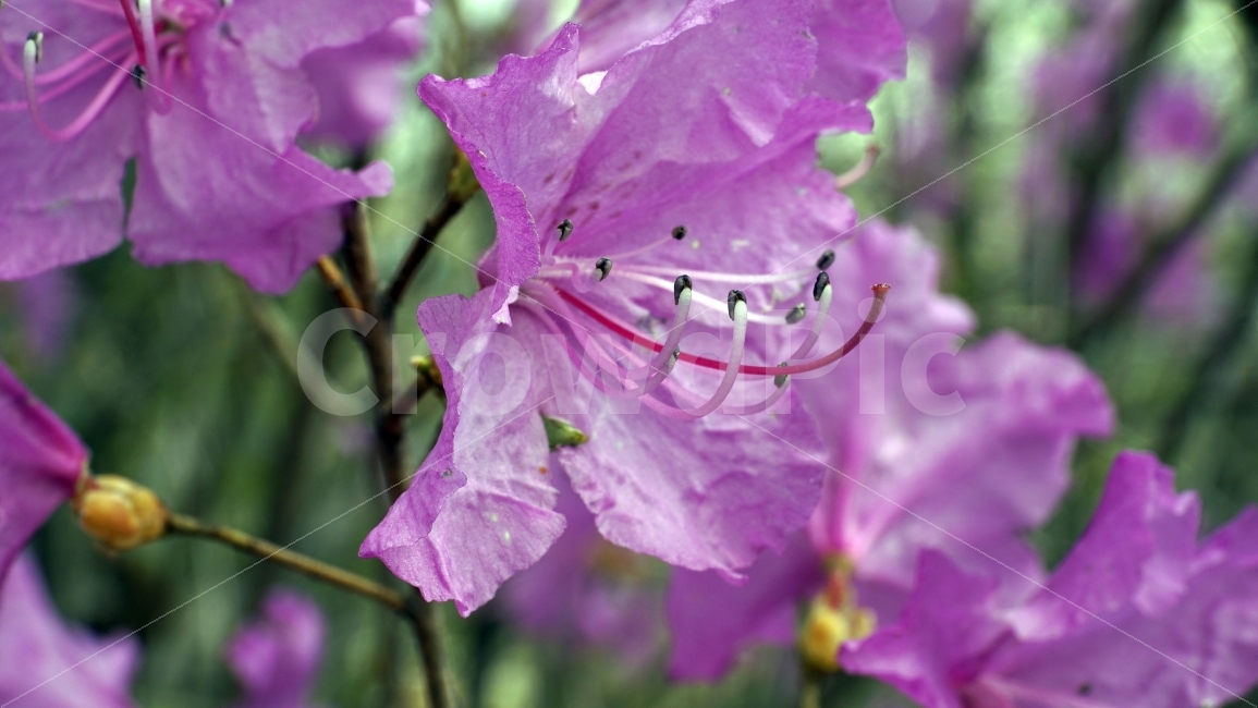 봄,꽃,플라워,spring,flower,봄꽃,식물,자연,이파리,풀,접사,산,산속,산길,산책,산보,4월,화단,꽃밭,나무,tree,nature,april,꽃잎,환경,생태계,bee,insect,진달래꽃,식물,자연,plants,nature,꽃,flower