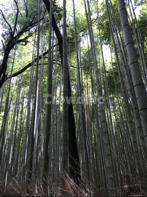 대나무,숲,숲속,대나무숲,교토,일본,아라시아