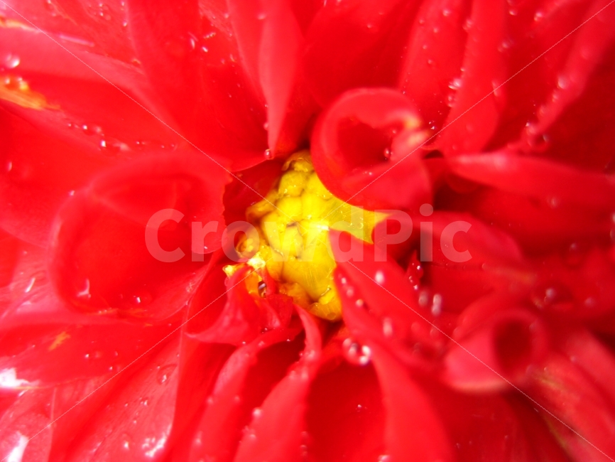 꽃,꽃살,중심,해산,열정,붉다,애틀란타,식물,자연,plants,nature,꽃,flower