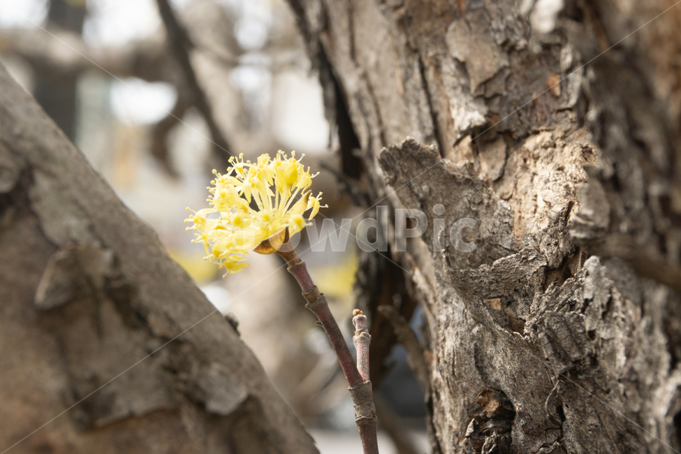 꽃,노란꽃,봄,봄꽃,봄날씨,꽃봉오리,자연,봄,계절,spring,season,식물,자연,plants,nature,꽃,flower,plant,tree,나무