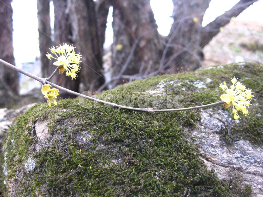 봄,봄꽃,꽃,yellow,노랑,산수유,산수유꽃,꽃송이,나무,돌,이끼,구례,봄,계절,spring,season
