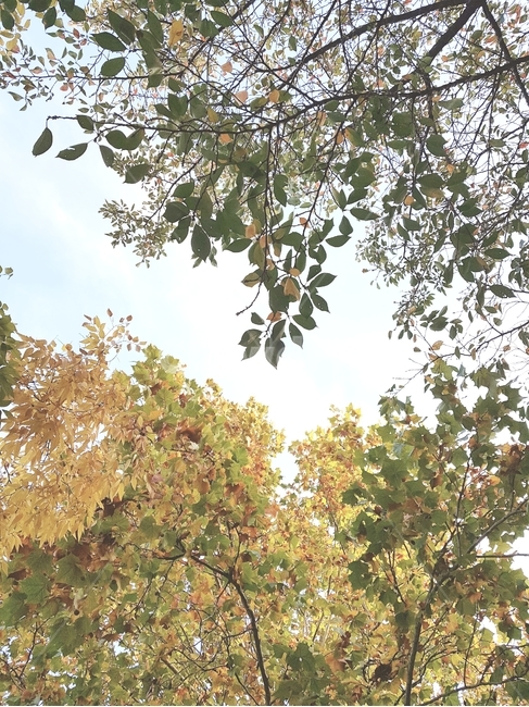 plant,식물,tree,나무,가을