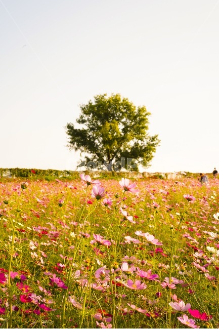 코스모스,가을,계절,꽃축제,풀밭,가을,계절,fall,autumn,season,자연,풍경,nature,landscape,field,들,grassland,목초지,outdoors,옥외,farm,농장,rural,농촌,meadow