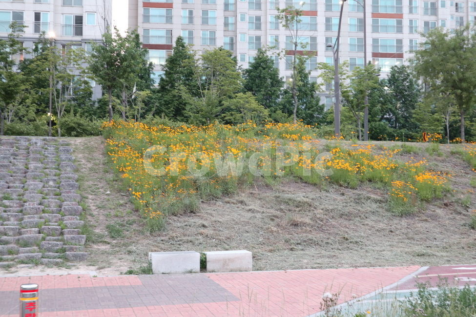 금잔화,coreopsis,노랑,노랑꽃,자연