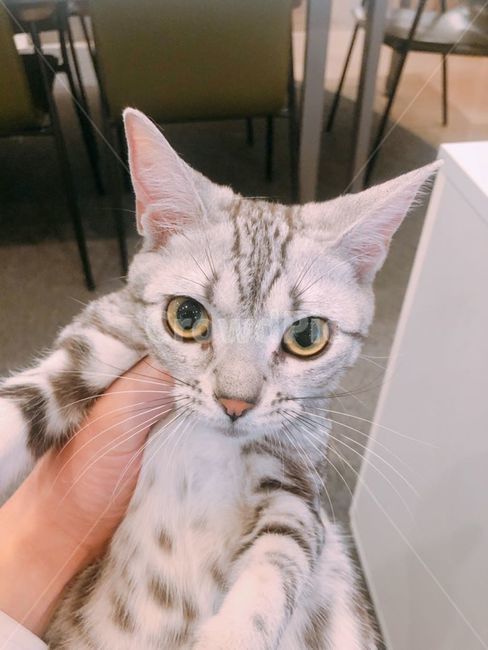 고양이,동물,캣,귀여운,카페,동물,animal,포유류,mammal,고양이,cat,kitten,kitty