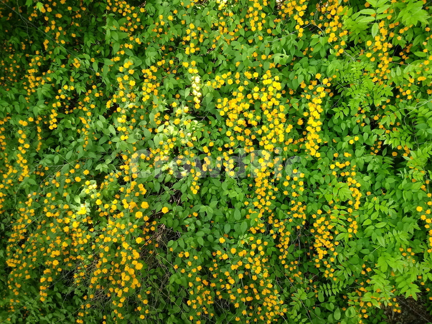 죽단화,식물,노란색꽃,장미과,낙엽활엽관목,관상용,식물,자연,plants,nature,꽃,flower