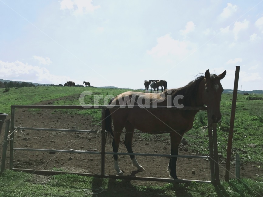 말,동물,horse,animal,자연,풍경,동물,animal,포유류,mammal,산업,industry,industrial,목축업,목장,livestock farming,ranching,pasture