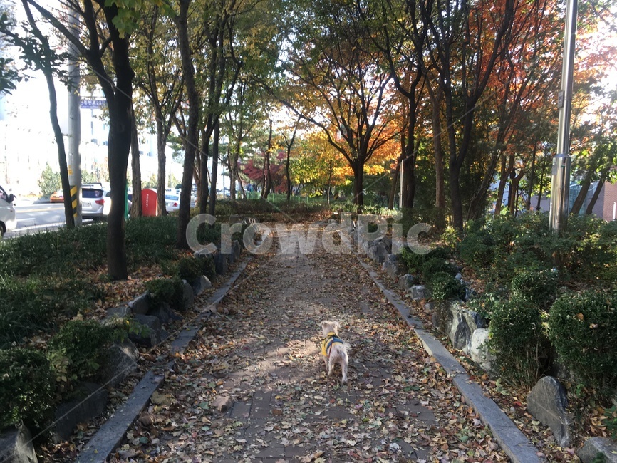 가을,강아지,pet,멍멍이,dog,낙엽