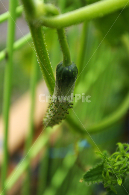 식물,plant,오이,열매,초록,채소,식물,자연,plants,nature