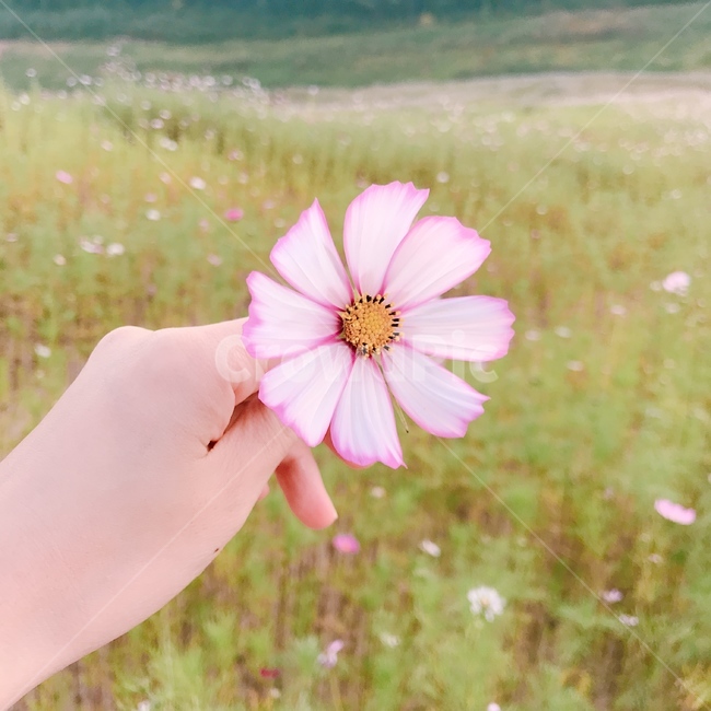 코스모스,코스모스밭,가을,산,꽃밭,꽃,푸른하늘,가을날씨