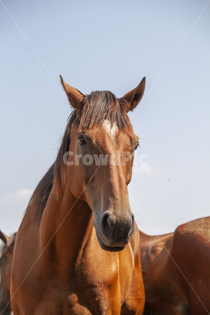 말,horse,포유류,animal,동물,mammal,colthorse,동물,animal,포유류,mammal