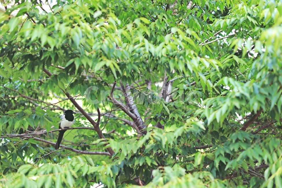 까치,나무,green,tree,magpie,park,공원,nature,나뭇가지,자연,풍경,nature,landscape,동물,animal,조류,새,birds