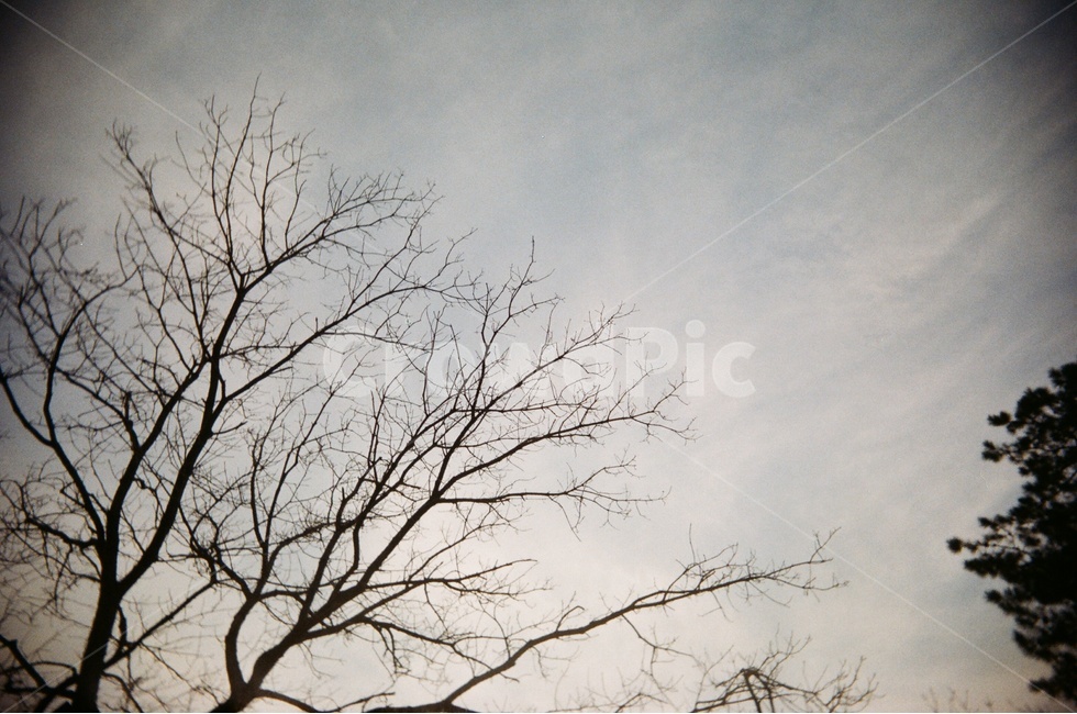 하늘,풍경,나무,구름,저녁,나뭇가지,식물,겨울,계절,winter,season,자연,풍경,nature,landscape,식물,plants,나무,trees,wood,tree,plant