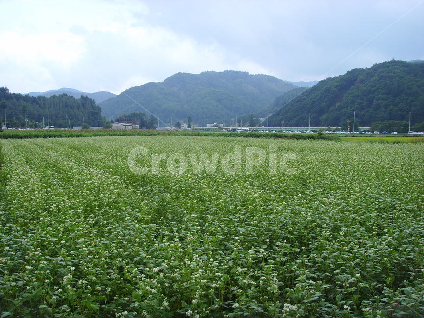 봉평,메밀꽃,식물,꽃,풍경,자연,풍경,nature,landscape,field,들,grassland,목초지,outdoors,옥외