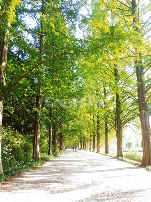 식물,나무,통로,path,plant,tree,자연,nature,road,길,자연,풍경,nature,landscape