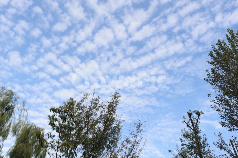 구름,하늘,나무,파란하늘,nature,자연,outdoors,옥외,cloud,sky,자연,풍경,nature,landscape
