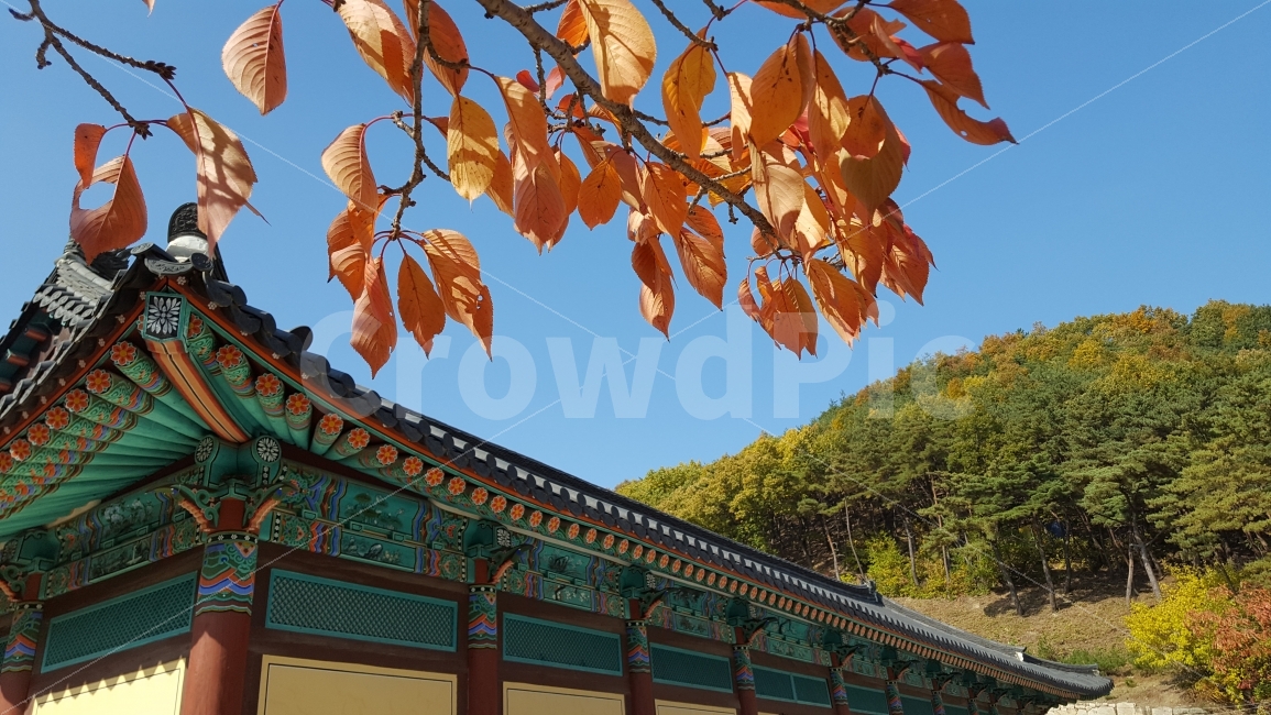 식물,벗나무,단풍,절,단청,은해사,가을,가을,계절,fall,autumn,season,한국전통,한국문화,korean traditional,korean culture,건축물,건물외관,exterior,building,structure,architecture,construction,leaf,잎,plant