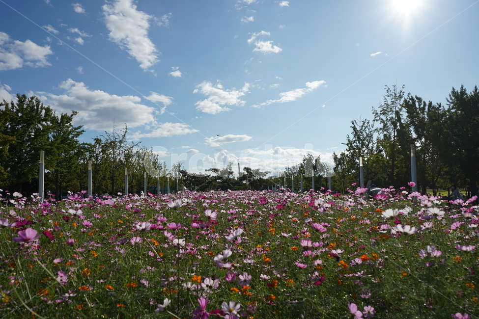 풍경,자연,들판,코스모스,들판풍경,식물,자연,plants,nature,꽃,flower