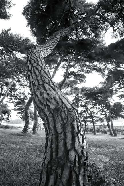 plant,식물,tree,나무,숲,grove,pinetree,소나무,나무줄기,treetrunk,식물,자연,plants,nature,나무,trees,wood,흑백,모노톤,monochrome,black and white