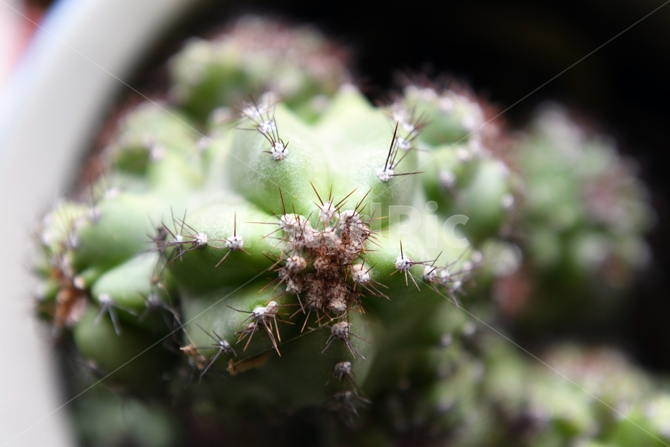 선인장,가시,화초,화분,실내,자연,식물,자연,plants,nature,실내용화초,화분,화초,house plant