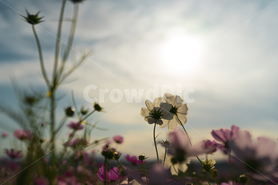 꽃,코스모스,감성사진,가을,식물,계절,자연,season,fall,autumn,cosmos,flower,plant,식물,자연,plants,nature,꽃,flower