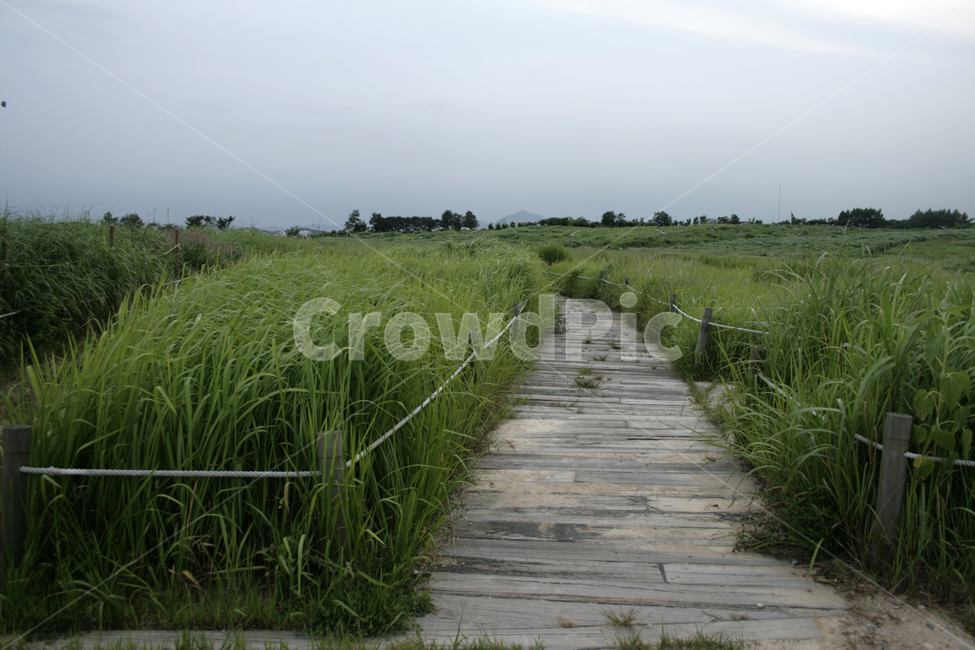 식물,plants,nature,억새,여름,하늘공원,길,초록,산책,자연,풍경,nature,landscape,outdoors,옥외,grassland,목초지,field,들
